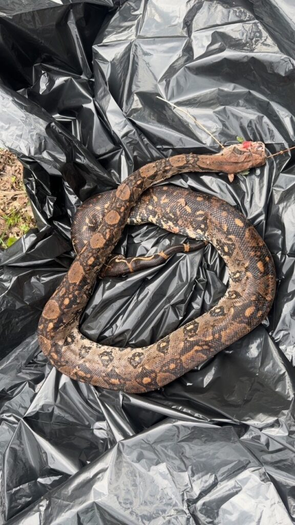 POL-OH: Fund einer toten exotischen Schlange bei Schotten – Herkunft unklar